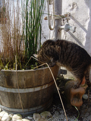 mitou chat au jardin de passifloravilla